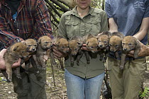 Coyote (Canis latrans) biologists holding nine week old wild pups, Chicago, Illinois