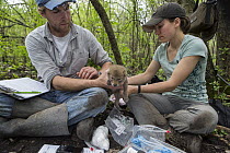 Coyote (Canis latrans) biologists, Abby-Gayle Prieur and Andy Burmesch, examining three week old wild pup, Chicago, Illinois