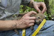 Coyote (Canis latrans) biologist measuring body length of three week old wild pup, Chicago, Illinois