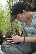 Coyote (Canis latrans) biologist, Abby-Gayle Prieur, examining three week old wild pup, Chicago, Illinois