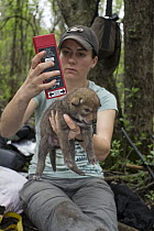 Coyote (Canis latrans) biologist, Abby-Gayle Prieur, scanning microchip in three week old wild pup, Chicago, Illinois