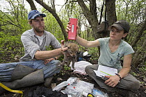 Coyote (Canis latrans) biologists, Abby-Gayle Prieur and Andy Burmesch, scanning microchip in three week old wild pup, Chicago, Illinois