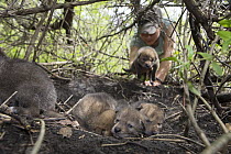 Coyote (Canis latrans) biologist, Abby-Gayle Prieur, returning three week old wild pup to den, Chicago, Illinois