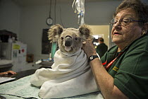 Koala (Phascolarctos cinereus) being treated for chlamydia, Port Macquerie, New South Wales, Australia
