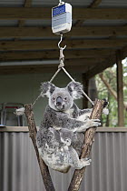 Koala (Phascolarctos cinereus) mother and eight month old joey on scale, Queensland, Australia