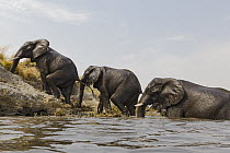 African Elephant (Loxodonta africana) group crossing river, Chobe River, Botswana