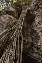 Namaqua Fig (Ficus cordata) tree at cave entrance, Gcwihaba Caves, Botswana
