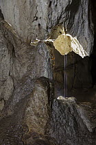 Water dripping from stalactites creating stalagmites below, Gcwihaba Caves, Botswana