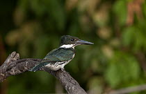 Amazon Kingfisher (Chloroceryle amazona), Lake Chalalan, Madidi National Park, Bolivia