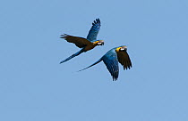 Blue and Yellow Macaw (Ara ararauna) pair flying, Hyacinth Valley, Brazil