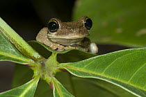 Manaus Slender-legged Treefrog (Osteocephalus taurinus) sitting on a leaf, Madidi National Park, Bolivia