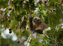 Brown Capuchin (Cebus apella) foraging for fruit, Madidi National Park, Bolivia