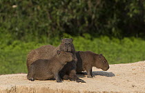 Capybara (Hydrochoerus hydrochaeris) family sitting on river bank, Pantanal, Brazil