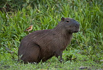 Capybara (Hydrochoerus hydrochaeris) with a Pale-legged Hornero (Furnarius leucopus) on its back, Brazil