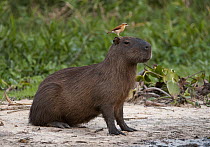 Capybara (Hydrochoerus hydrochaeris) with a Pale-legged Hornero (Furnarius leucopus) on its head, Brazil