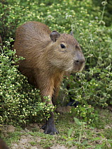 Capybara (Hydrochoerus hydrochaeris), Yacuma River, Pampas, Bolivia