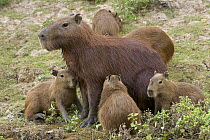 Capybara (Hydrochoerus hydrochaeris) mother with young, Yacuma River, Pampas, Bolivia