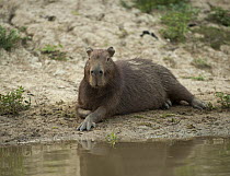 Capybara (Hydrochoerus hydrochaeris) reclining on river bank, Yacuma River, Pampas, Bolivia