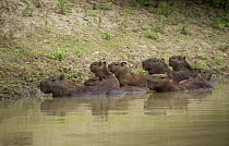 Capybara (Hydrochoerus hydrochaeris) group in shallow water, Yacuma River, Pampas, Bolivia