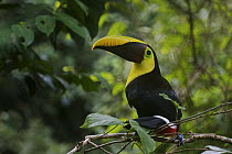Chestnut-mandibled Toucan (Ramphastos swainsonii), Corcovado National Park, Costa Rica