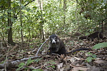 White-nosed Coati (Nasua narica) group foraging on forest floor, Corcovado National Park, Costa Rica