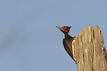 Crimson-crested Woodpecker (Campephilus melanoleucos), Piaui, Brazil