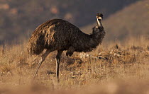 Emu (Dromaius novaehollandiae), Wilpena Pound, Flinders Ranges National Park, Australia