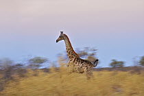 Southern Giraffe (Giraffa giraffa) running across savannah, Linyanti Concession, Botswana