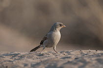 Southern Grey-headed Sparrow (Passer diffusus) foraging in sand, Kalahari Desert, Botswana