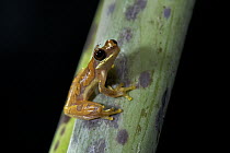 Golden Palm Tree Frog (Dendropsophus ebraccatus) with a mosquito on its eye, Corcovado National Park, Costa Rica