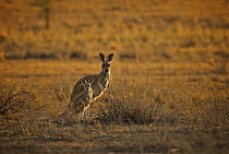 Red Kangaroo (Macropus rufus) mother and juvenile, Flinders Ranges National Park, Australia