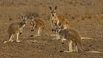 Red Kangaroo (Macropus rufus) parent and joeys, Flinders Ranges National Park, Australia