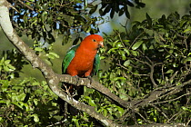 Australian King Parrot (Alisterus scapularis) male, O'Reilly's Guesthouse, Lamington National Park, Queensland, Australia