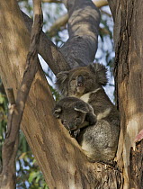 Koala (Phascolarctos cinereus) mother and joey, Hanson Bay Wildlife Sanctuary, Kangaroo Island, Australia
