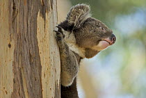 Koala (Phascolarctos cinereus) clinging to tree trunk, Hanson Bay Wildlife Sanctuary, Kangaroo Island, Australia