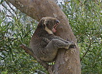 Koala (Phascolarctos cinereus) yawning, Hanson Bay Wildlife Sanctuary, Kangaroo Island, Australia