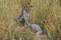 Leopard (Panthera pardus) juvenile pawing at a Cape Pangolin (Manis temminckii), Linyanti Concession, Botswana