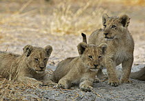 African Lion (Panthera leo) cubs, Kalahari Game Reserve, Botswana