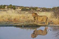 African Lion (Panthera leo) male at a watering hole, Kalahari Game Reserve, Botswana