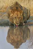 African Lion (Panthera leo) male drinking at a watering hole, Kalahari Game Reserve, Botswana