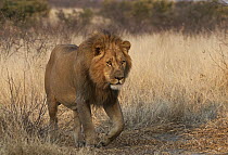African Lion (Panthera leo) male, Kalahari Game Reserve, Botswana