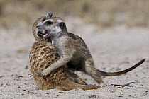 Meerkat (Suricata suricatta) pair playing, Makgadikgadi Pan, Botswana