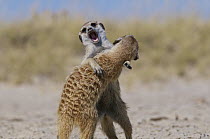 Meerkat (Suricata suricatta) pair playing, Makgadikgadi Pan, Botswana