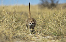 Meerkat (Suricata suricatta) running, Makgadikgadi Pan, Botswana