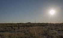 Meerkat (Suricata suricatta) group standing guard at sunset, Makgadikgadi Pan, Botswana