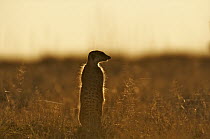 Meerkat (Suricata suricatta) at sunset, Makgadikgadi Pan, Botswana