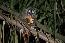 Azara's Night Monkey (Aotus azarae) eating fruit, Pampas, Bolivia