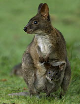 Red-necked Pademelon (Thylogale thetis) with her joey, Lamington National Park, Queensland, Australia