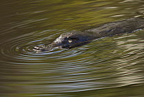 Platypus (Ornithorhynchus anatinus) swimming in watering hole, Flinders Chase National Park, Australia