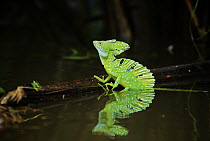 Green Basilisk (Basiliscus plumifrons) lizard resting on a log, Tortuguero National Park, Costa Rica